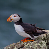 Buy canvas prints of Puffin looking out to sea from a rock perch by George Robertson