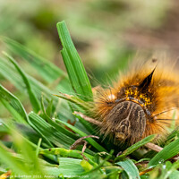 Buy canvas prints of Hairy Drinker moth caterpillar by George Robertson