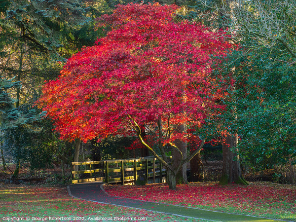 Acer tree in its autumn colours Picture Board by George Robertson