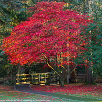 Buy canvas prints of Acer tree in its autumn colours by George Robertson