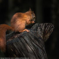 Buy canvas prints of Red Squirrel In the light by George Robertson