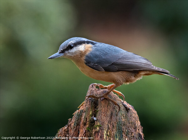 Nuthatch in the garden Picture Board by George Robertson