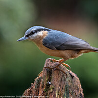 Buy canvas prints of Nuthatch in the garden by George Robertson