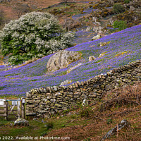 Buy canvas prints of Gate into the  Rannerdale Bluebell fields by George Robertson