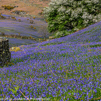 Buy canvas prints of Early evening at Rannerdale Bluebells by George Robertson