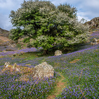 Buy canvas prints of Pathway through the bluebells by George Robertson