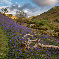 Buy canvas prints of Old treee in the Bluebells by George Robertson