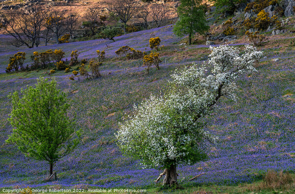 The Rannerdale Bluebells Picture Board by George Robertson
