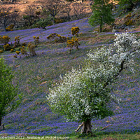 Buy canvas prints of The Rannerdale Bluebells by George Robertson