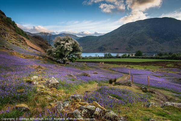 Crummock Water and Bluebells Picture Board by George Robertson