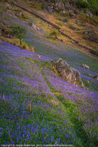 Last light on the Bluebells Picture Board by George Robertson
