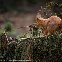 Buy canvas prints of Red Squirrel on a tree trunk by George Robertson