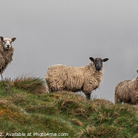 Buy canvas prints of Sheep on a hill farm in Yorkshire Dales by George Robertson