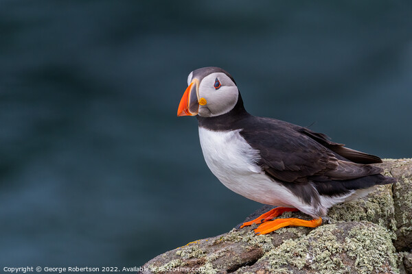 The Enchanting Atlantic Puffin Picture Board by George Robertson