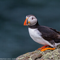 Buy canvas prints of The Enchanting Atlantic Puffin by George Robertson