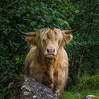 Buy canvas prints of Highland Cow by George Robertson