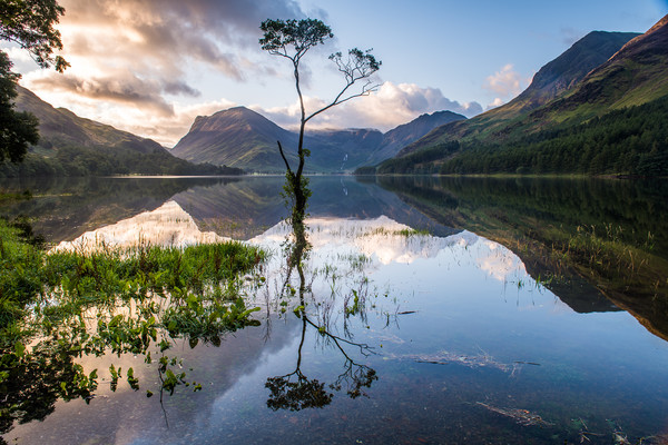 Lone Tree on Buttermere  Picture Board by George Robertson