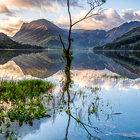 Buy canvas prints of Buttermere Tree by George Robertson