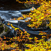 Buy canvas prints of Autumn Leaves by George Robertson