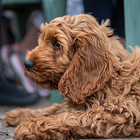 Buy canvas prints of Red Cockapoo puppy lying down by George Robertson