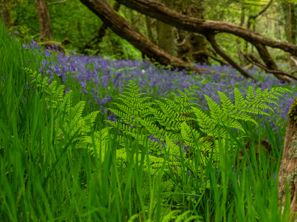 Bluebells in the woods Picture Board by George Robertson
