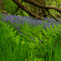 Buy canvas prints of Bluebells in the woods by George Robertson