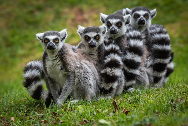 Family of Ring Tailed Lemurs Picture Board by George Robertson