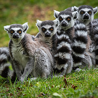 Buy canvas prints of Family of Ring Tailed Lemurs by George Robertson