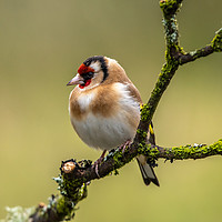 Buy canvas prints of Goldfinch by George Robertson