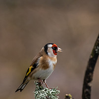 Buy canvas prints of Goldfinch by George Robertson