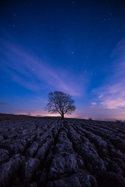 Malham Tree by night Picture Board by George Robertson