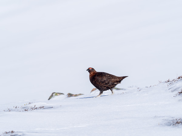 Red Grouse looking for food in snow Picture Board by George Robertson