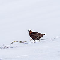 Buy canvas prints of Red Grouse looking for food in snow by George Robertson
