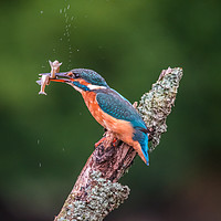 Buy canvas prints of Kingfisher by George Robertson