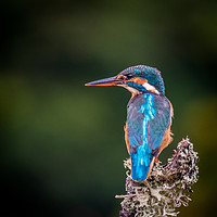 Buy canvas prints of Kingfisher by George Robertson