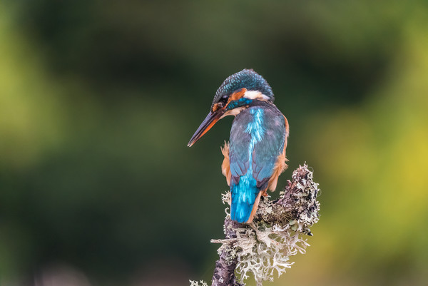 Kingfisher Picture Board by George Robertson