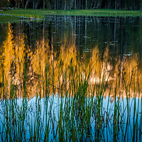 Buy canvas prints of Reflection in a Pond by George Robertson