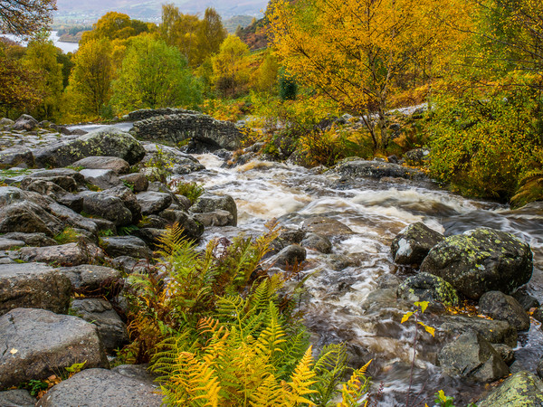 Autumn at Ashness Bridge Picture Board by George Robertson