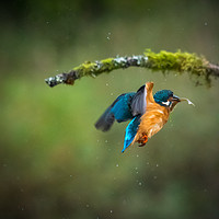 Buy canvas prints of Kingfisher in flight with fish by George Robertson