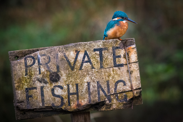 Kingfisher perched on a Private Fishing Sign Picture Board by George Robertson