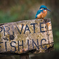 Buy canvas prints of Kingfisher perched on a Private Fishing Sign by George Robertson