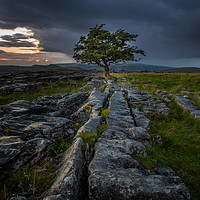 Buy canvas prints of Lone Tree at Sunrise in the Yorkshire Dales by George Robertson
