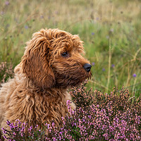 Buy canvas prints of A young red Cockapoo puppy by George Robertson