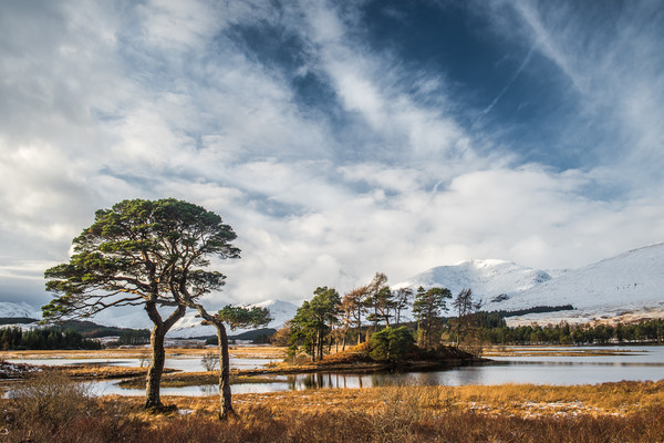 Scots Pine Trees at Loch Tulla Picture Board by George Robertson