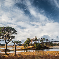 Buy canvas prints of Scots Pine Trees at Loch Tulla by George Robertson