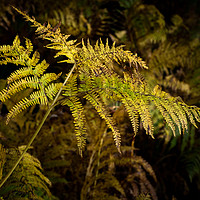 Buy canvas prints of Wild Bracken Changing Colour. (Pteridium aquilinum by George Robertson