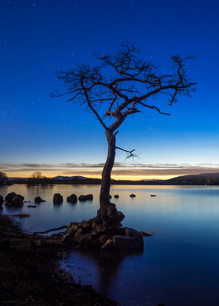 Lone Tree at Loch Lomond Picture Board by George Robertson