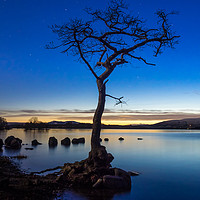 Buy canvas prints of Lone Tree at Loch Lomond by George Robertson