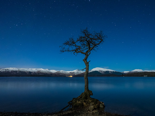 Lone Tree at Loch Lomond Picture Board by George Robertson