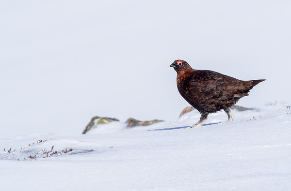 Male red grouse Picture Board by George Robertson